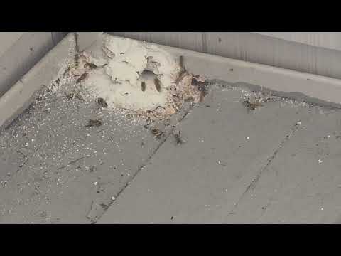 Found a Yellow Jackets Nest in the Corner of the Deck in South Plainfield, NJ
