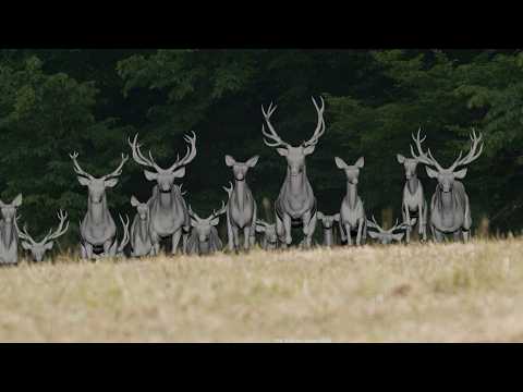 MPC - Open Season 2 VFX Breakdown