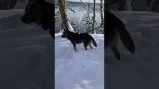 Video preview image #1 Mutt Puppy For Sale in Garden City, NY, USA