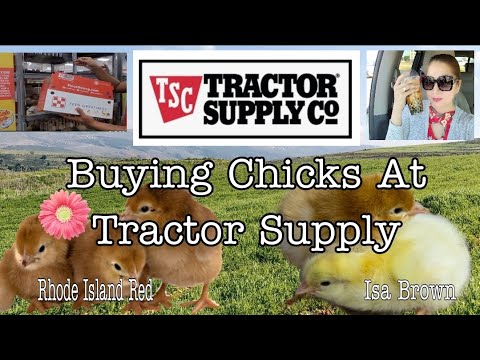 image-How much does a pet chick cost?