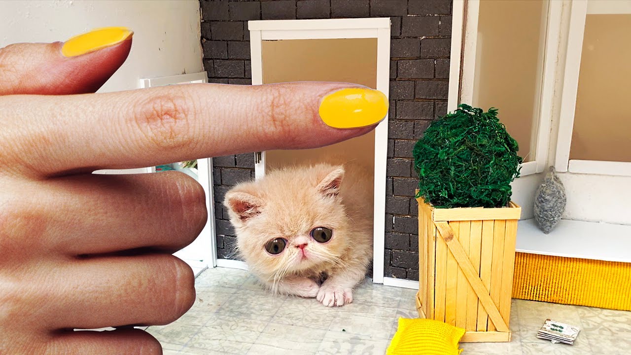 The SMALLEST rescued KITTEN in the World found HOME! Building a HOUSE for cats