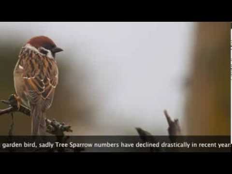 Tree Sparrows inspecting nest box.