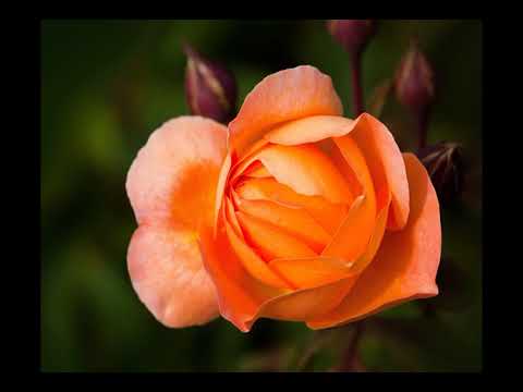 F1 2026: la dramática brecha salarial que deja a Franco Colapinto en el último peldaño