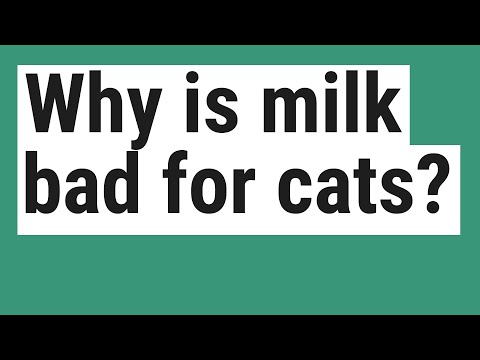 Why is milk bad for cats?