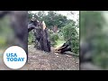 Camera Shows Man Narrowly Avoiding Getting Crushed By Falling Tree USA TODAY