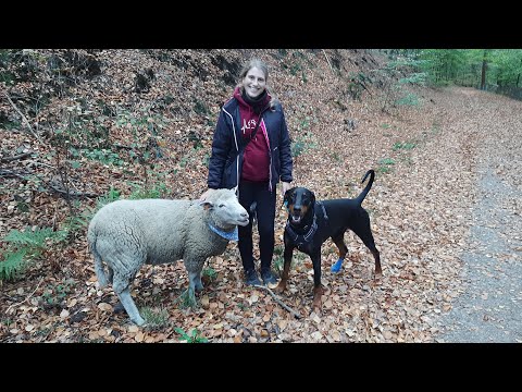 Ein etwas anderes Haustier: Schaf Oskar