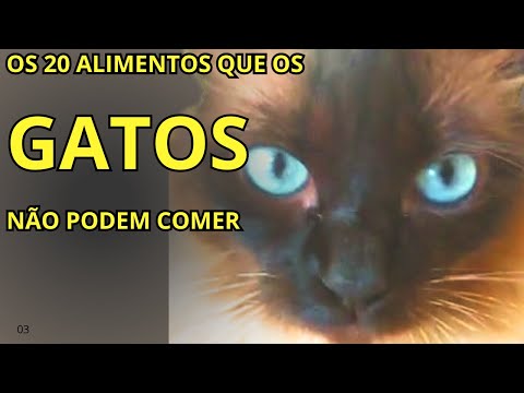 20 ALIMENTOS QUE OS GATOS NÃO PODEM COMER #gatos #cats #neko, #kedi #gatto #videosdegato #catsvideos