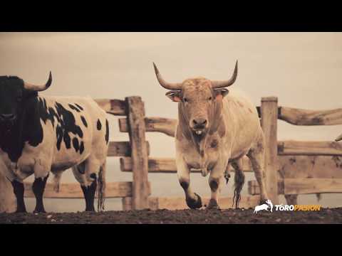 Sorteo del Concurso Nacional de Recortadores de Fallas 2019