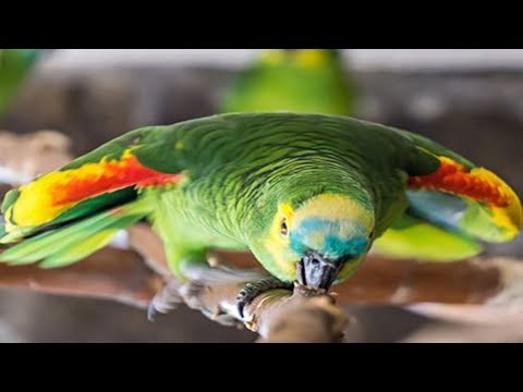 Funny Parrots Going Crazy - Cutest & Funny Parrots Video Compilation
