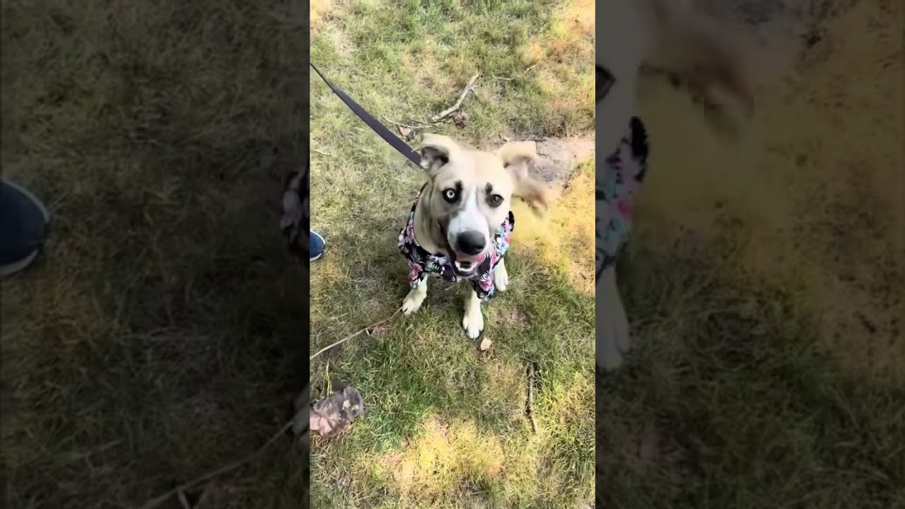 Chapple, a Adoptable Mixed Breed in Brookfield, WI video 6/6