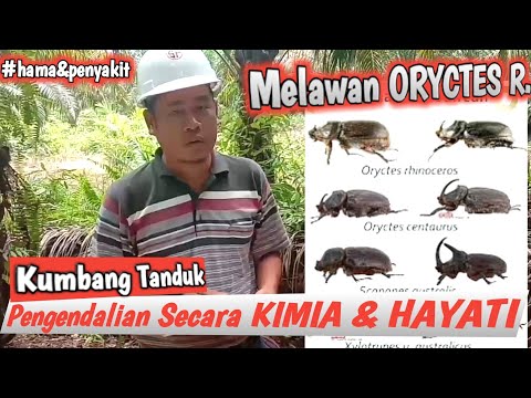 , title : 'Pengendalian Hama KUMBANG TANDUK Kelapa Sawit Secara Kimia dan HAYATI'