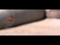 Dragonfly Slow Motion MOV