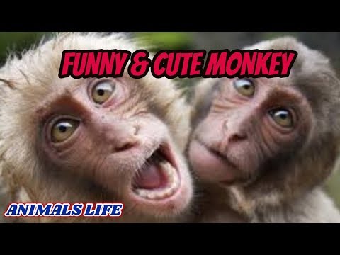 Funny monkeys will make you laugh hard
