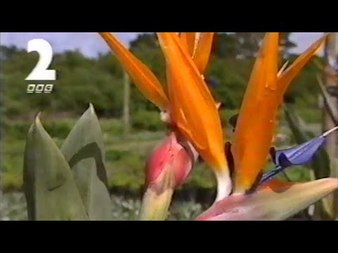 BBC2 Continuity - 18th February 1995