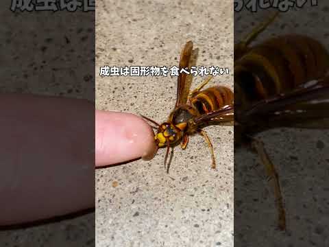 冬の餌:鳥が一番好むもの 自然と動物