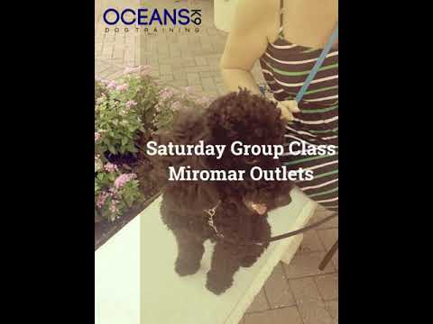 Oceans K9 Dog Training video.