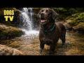 24/7 TV for Dogs Home Alone: Calm Stress and Prevent Boredom with Dog Music Now!!