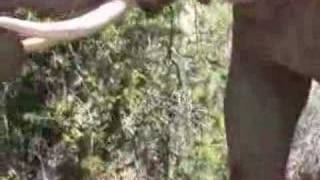 Foolish Tourist ventures TOO close to LARGE bull elephant!