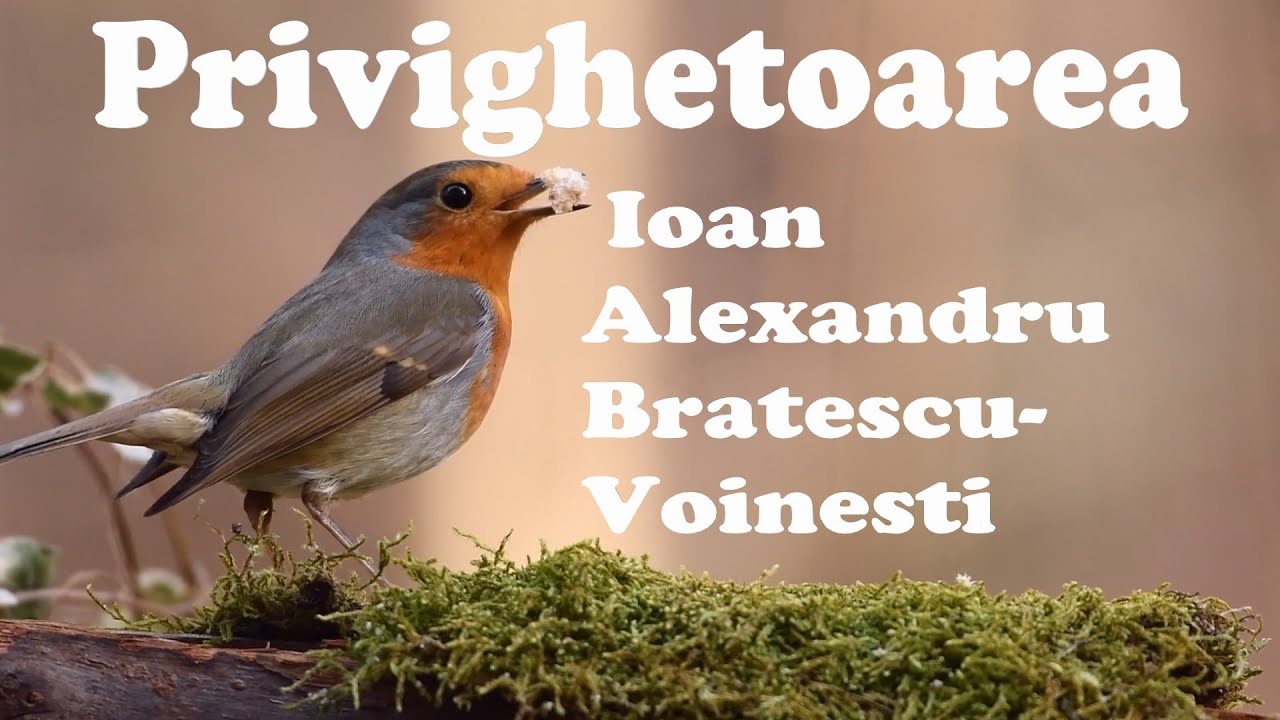 Watch Privighetoarea De Ioan Alexandru Bratescu Voinesti Now Privighetoarea -Ioan Alexandru Bratescu-Voinesti