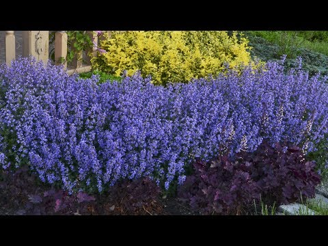 download lagu mp3 mp4 Catmint Bloom Time, download lagu Catmint Bloom Time gratis, unduh video klip Catmint Bloom Time