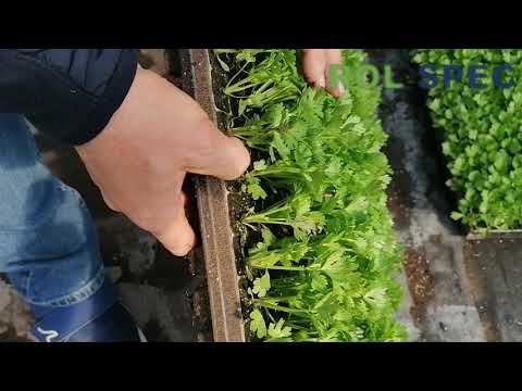 Rozsada selera Calgary F1 od NOVISEM niebawem rusza w pole!