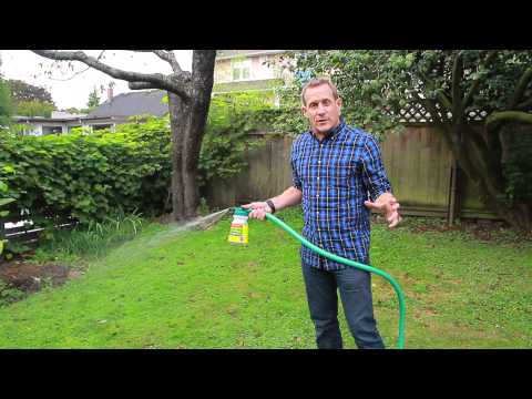 Nematodes for Lawn Grubs - NIC’s How to Apply -  Revised