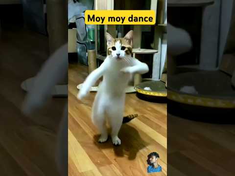 Moy moy cat funny dance 💃😂🐈 #cat #dog #cute #pets #funny #shorts #trending #dance #Tomcatfanny