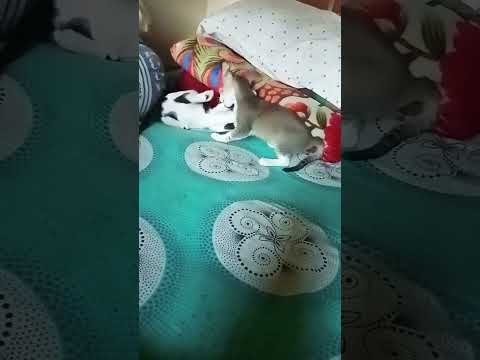 #cat #lifeisbutadream #waz #independenceday