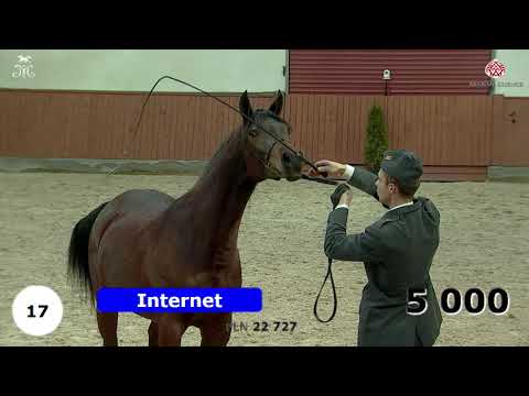 Winter Auction 2020 - Michalow Stud - pt.2