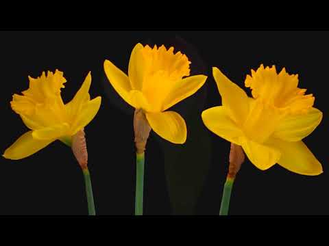 Somoff - My Soul...- Allies For Everyone - Offshore  (Original Mix )