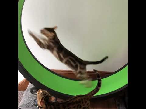 Super fast bengal cat on his one fast cat wheel