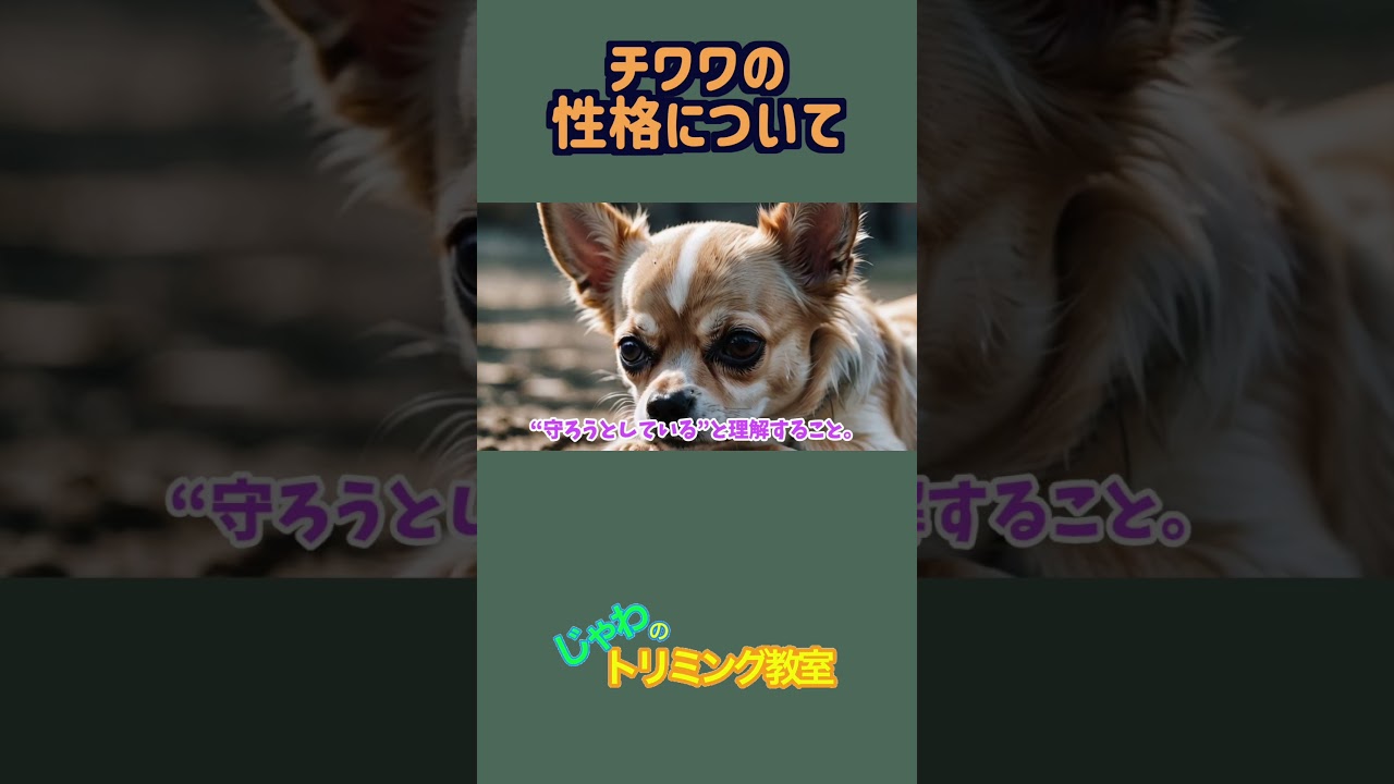 チワワの性格って？　#shorts  #トリミング #チワワ  #歴史