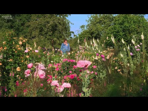 Foxgloves | why Sarah loves them