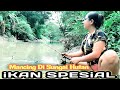 Mancing Di Sungai Besar HUTAN Alam Pedesaan Dapat Ikan Air Tawar SPESIAL