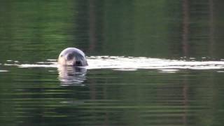 preview picture of video 'Saimaa Ringed Seal 2009'