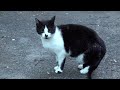 Tuxedo Cat Not Stop