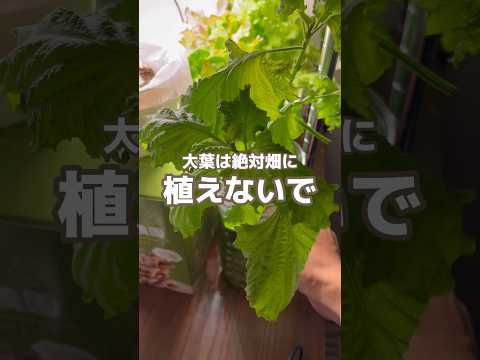 果樹の根元には何を植えますか？植物の最高の組み合わせに注目してください！  庭園