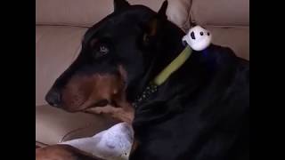 G.O.A.T. Pet Speaker - Calms Scared Doberman! Watch it Work! Family Choice Award Winner!