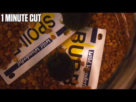 The Freedom of Uselessness - One Minute Cut