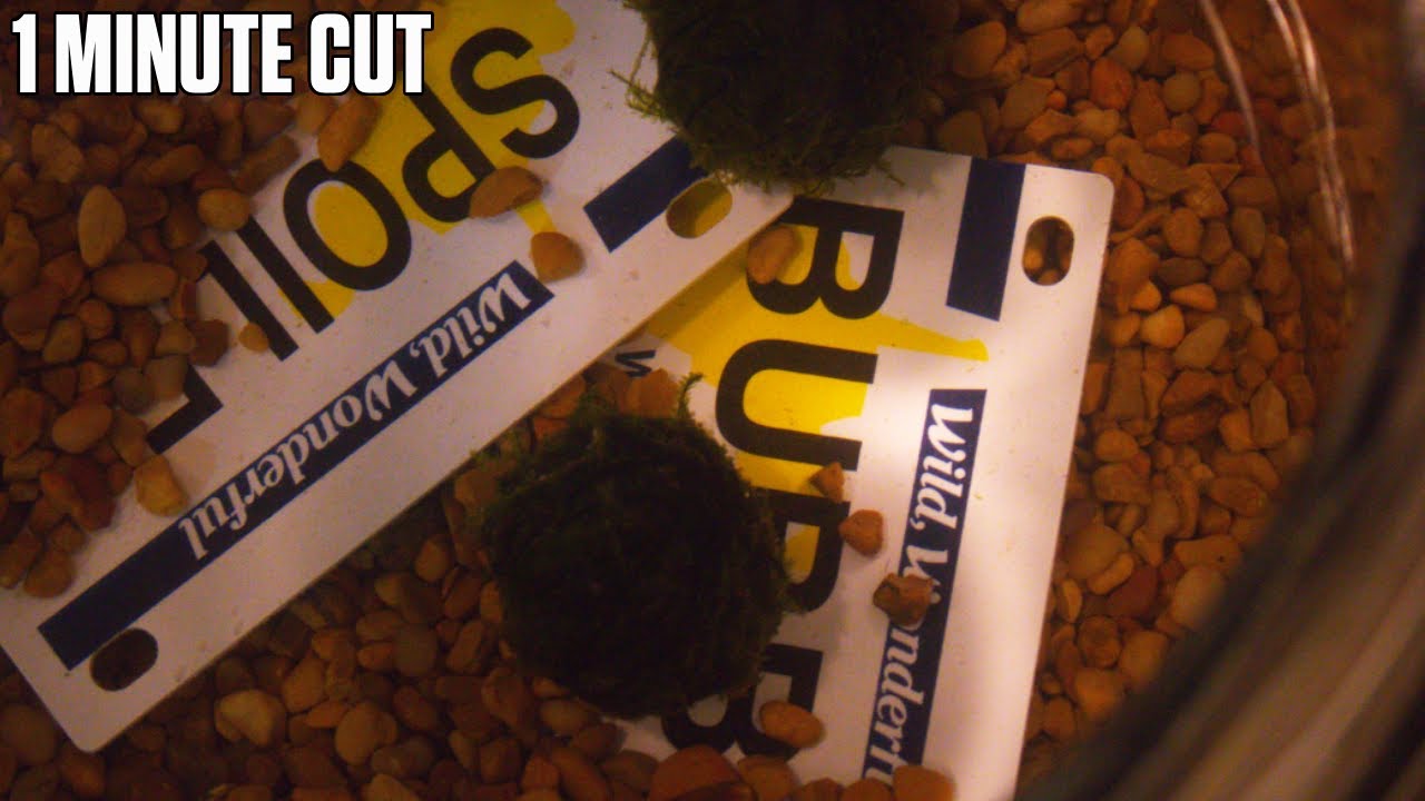 The Freedom of Uselessness - One Minute Cut