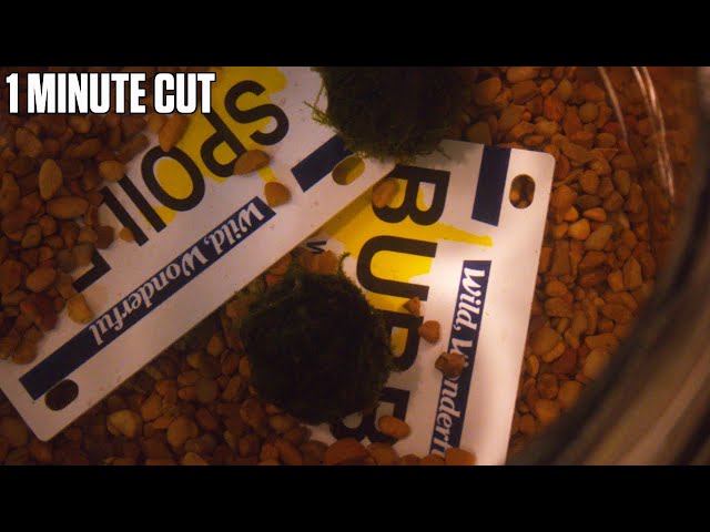 The Freedom of Uselessness - One Minute Cut