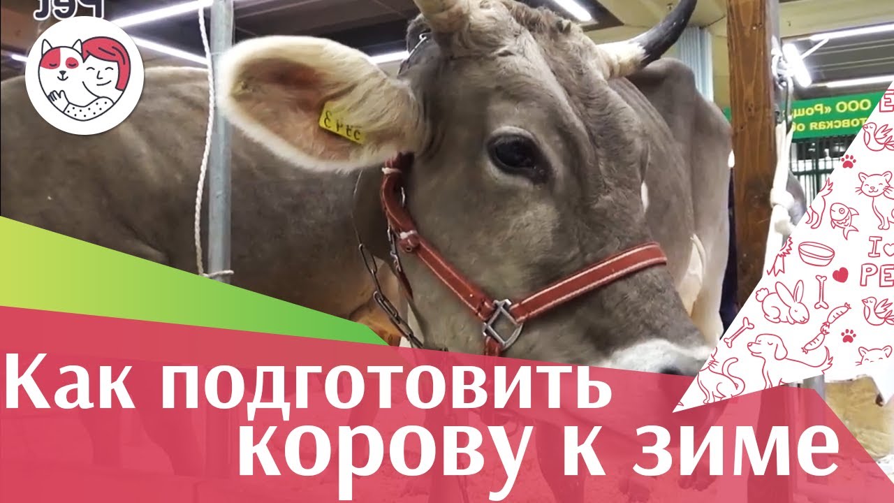 4 совета, как подготовить корову к зиме на ilikepet
