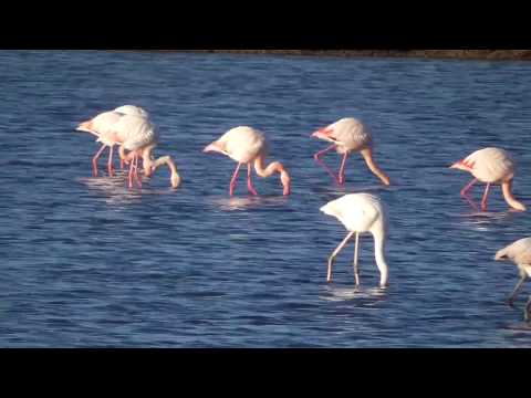 immagine di anteprima del video: Riserva naturale WWF Orti Bottagone