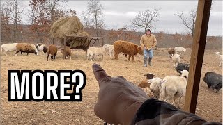 Polar Vortex Hits the Farm: Twin Lambs Born After Tragedy & Chicken Pen Chaos