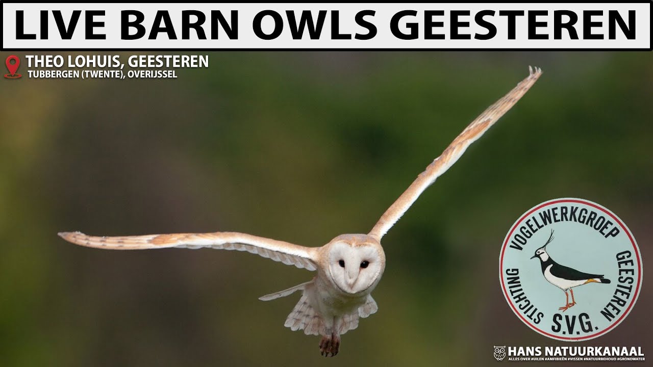 Live webcam view of Geesteren Barn Owl Nest Cam