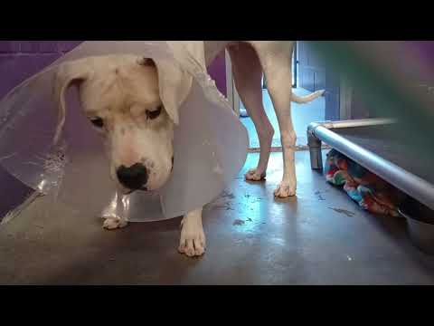 Nicolette 1y Pet Id 944912 kennel 36 HSSAZ shelter she does fabulous, we're working on no barks 713