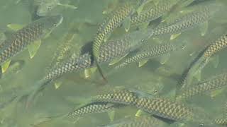 preview picture of video 'Xtra Fishes at Baijnath Bageshwar'