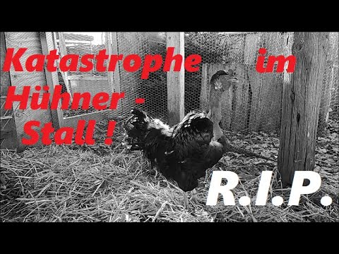 Katastrophe im Hühnerstall ! Riesen Schaden durch Raubwild !