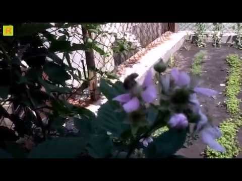 Промежуточный медонос летом - ежевика