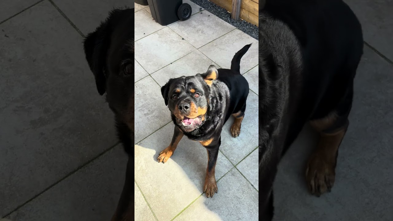 Dyce reacts to what I say and even understands commands through PettiChat